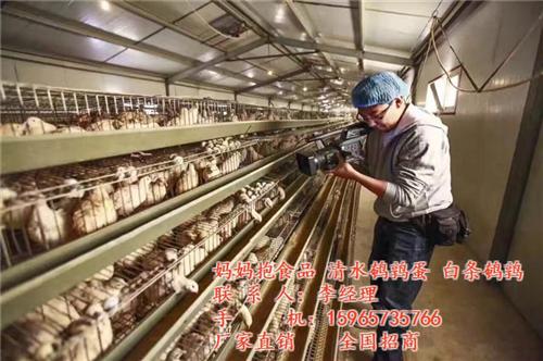 鹌鹑价格|东营鹌鹑|山东妈妈抱食品有限公  鹌鹑厂家  鹌鹑种苗