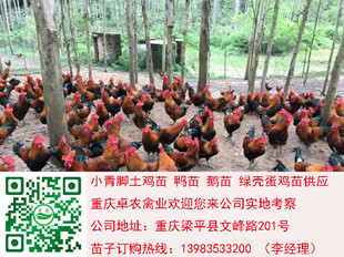贵州遵义细脚土鸡苗批发 遵义香鸡苗养殖条件与优势 鸡苗市场 香鸡行情