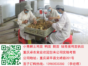 遵义正安香鸡苗批发市场 正安细脚土鸡苗厂家电话 鸡苗市场