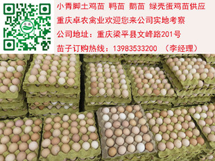 巴中通江供应优质细脚土鸡苗　通江香鸡市场  土鸡苗批发  鸡苗行情