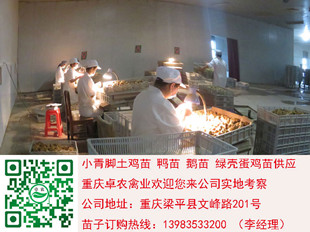 达州青脚土鸡苗价格　达州脱温苗养殖技术　达州土鸡市场  鸡苗市场