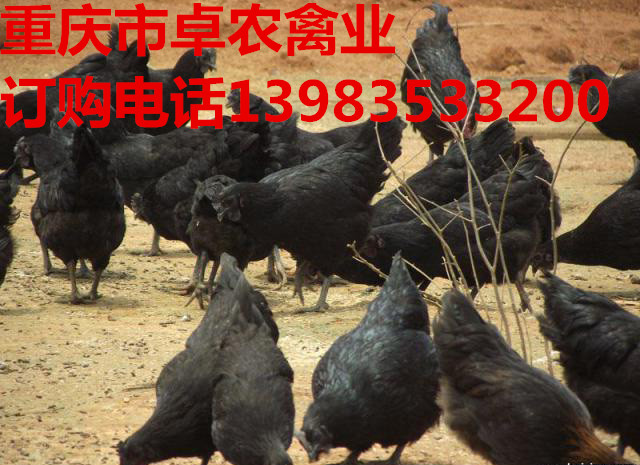 重庆黑鸡苗价格　重庆柴鸡最近市场行情  黑鸡市场  黑鸡养殖前景