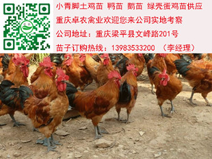 江阳土鸡苗批发价格　江阳土鸡市场行情  土鸡苗行情