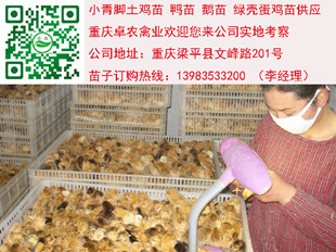 江阳土鸡苗批发价格　江阳土鸡市场行情  土鸡苗行情