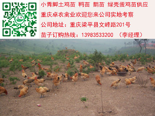 中江香鸡苗批发价格　中江销售正宗香鸡苗的供应商  香鸡苗行情  香鸡市场  香鸡最近报价