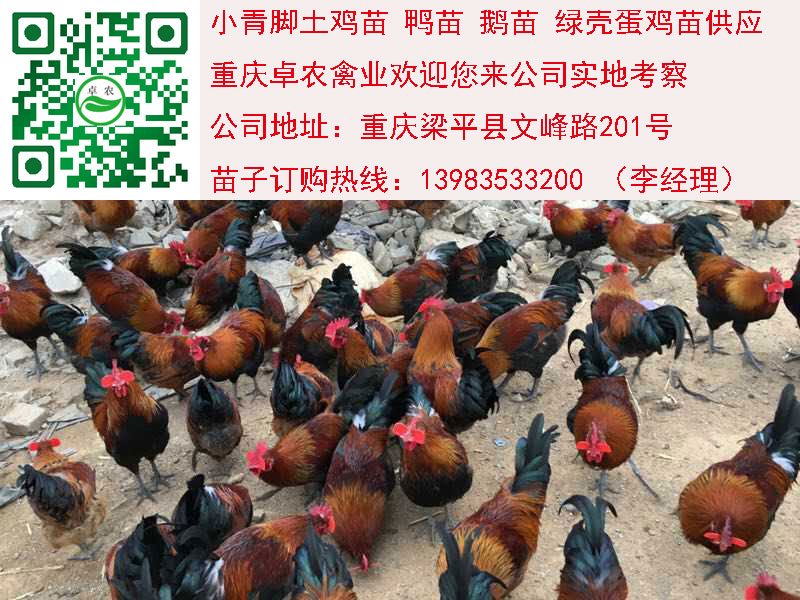 重庆香鸡苗批发价格　重庆大足细脚土鸡苗市场  土鸡苗行情