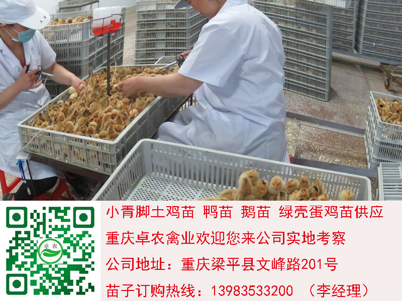 重庆香鸡苗批发价格　重庆大足细脚土鸡苗市场  土鸡苗行情