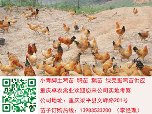 巴中土鸡苗最近报价　巴中优质土鸡苗销售  土鸡苗报价  土鸡苗市场
