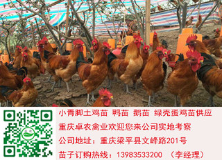 合川乌皮土鸡苗最近价格　合川乌皮土鸡行情  乌皮土鸡苗价格  乌皮土鸡苗行情  乌皮土鸡苗市场