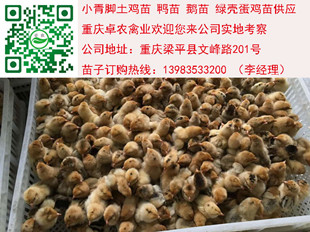 合川乌皮土鸡苗最近价格　合川乌皮土鸡行情  乌皮土鸡苗价格  乌皮土鸡苗行情  乌皮土鸡苗市场