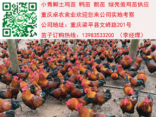 贵州香鸡苗批发行情 遵义正宗香鸡苗养殖技术 正宗香鸡苗行情 香鸡市场