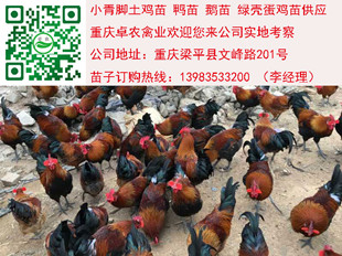 贵州香鸡苗批发行情 遵义正宗香鸡苗养殖技术 正宗香鸡苗行情 香鸡市场