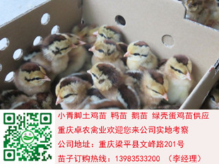 贵州香鸡苗批发行情 遵义正宗香鸡苗养殖技术 正宗香鸡苗行情 香鸡市场