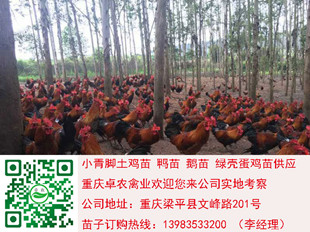 重庆江津香鸡苗价格　江津香鸡苗行情　江津香鸡市场  香鸡价格  香鸡行情  香鸡苗市场
