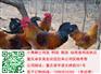 绵阳土鸡苗批发价格　绵阳土鸡苗市场行情