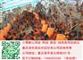 合川乌皮土鸡苗最近价格　合川乌皮土鸡行情