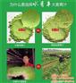 青岛青汁_水青丰_大麦青汁生产厂家