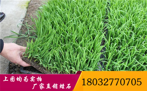 太原蛭石价格_太原蛭石多少钱一立方？  蛭石厂家