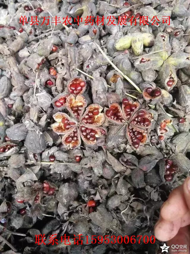 内蒙赤芍种苗齐齐哈尔赤芍种苗黑河赤芍种苗