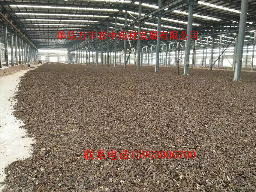 山东白芍种苗批发  四川白芍种苗  贵州白芍种苗