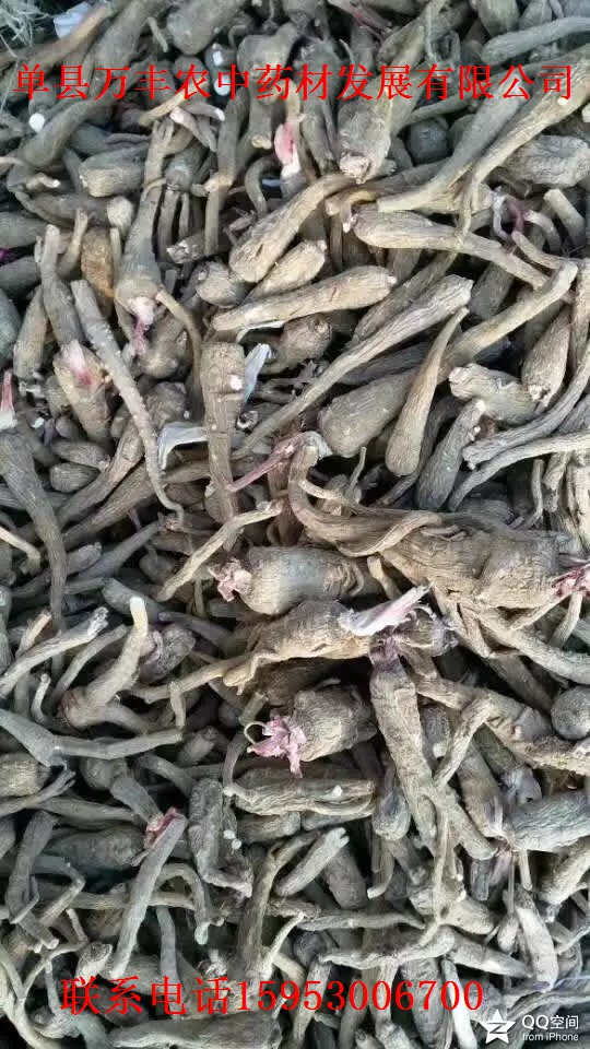 山东白芷种子批发  四川白芷种子  贵州白芷种子