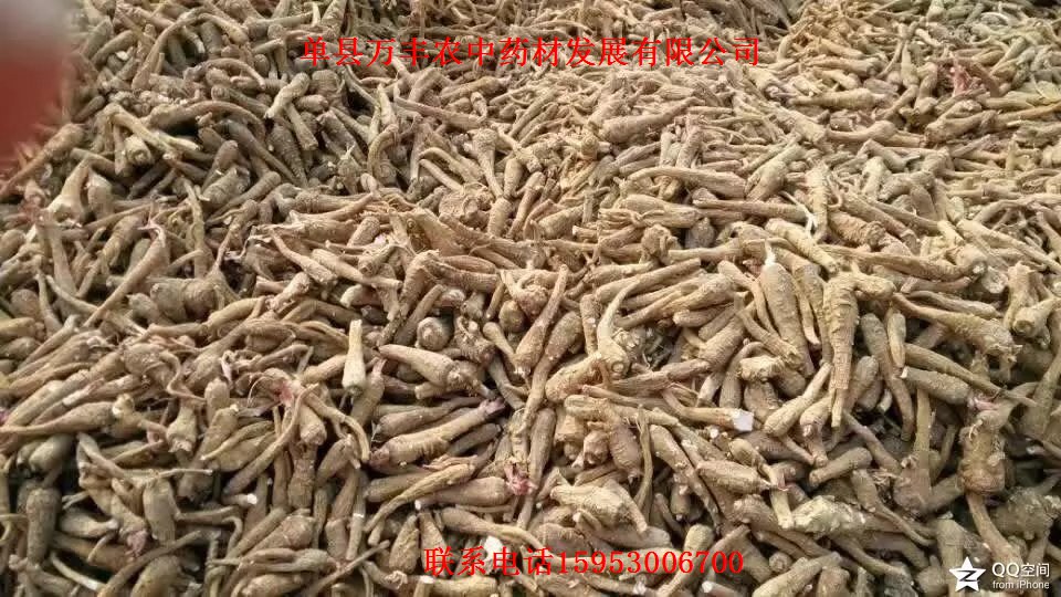 山东白芷种子批发  四川白芷种子  贵州白芷种子