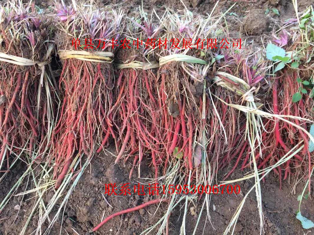丹参种子，种苗 鲁丹二号  丹参种苗