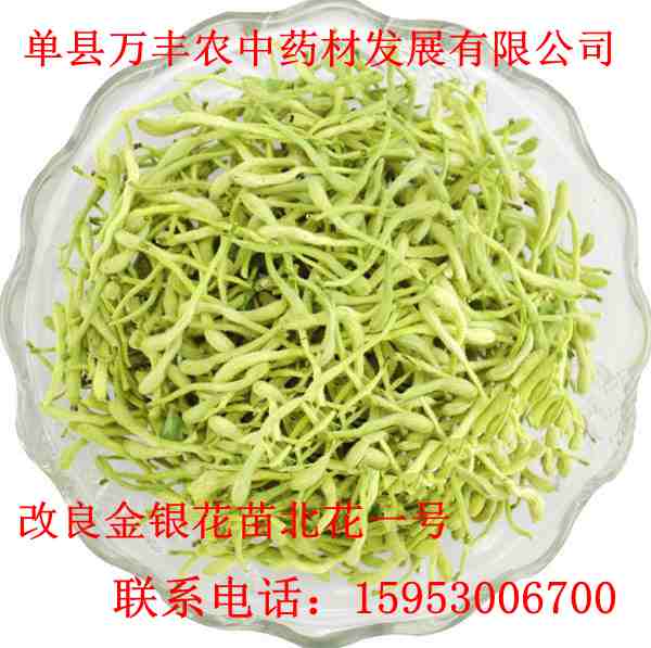 改良品种金银花 北花一代  山东金银花苗  河南金银花苗  江苏金银花苗