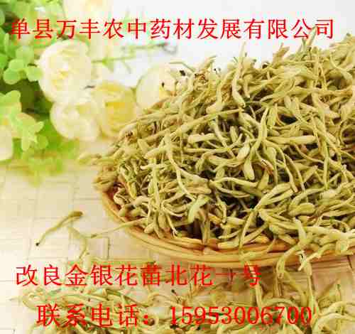 金银花苗北花一号种苗批发  山东金银花苗  四川金银花苗  贵州金银花苗
