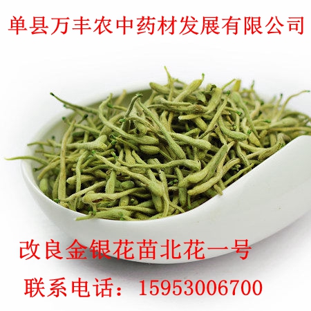 金银花苗北花一号种苗批发  山东金银花苗  四川金银花苗  贵州金银花苗