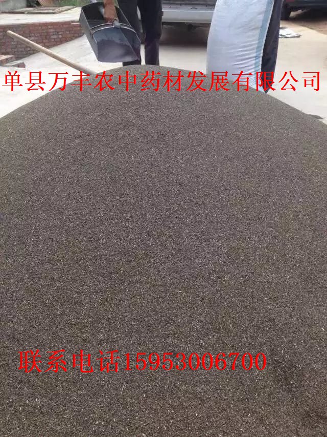 丹参种子，种苗 鲁丹二号  丹参种苗