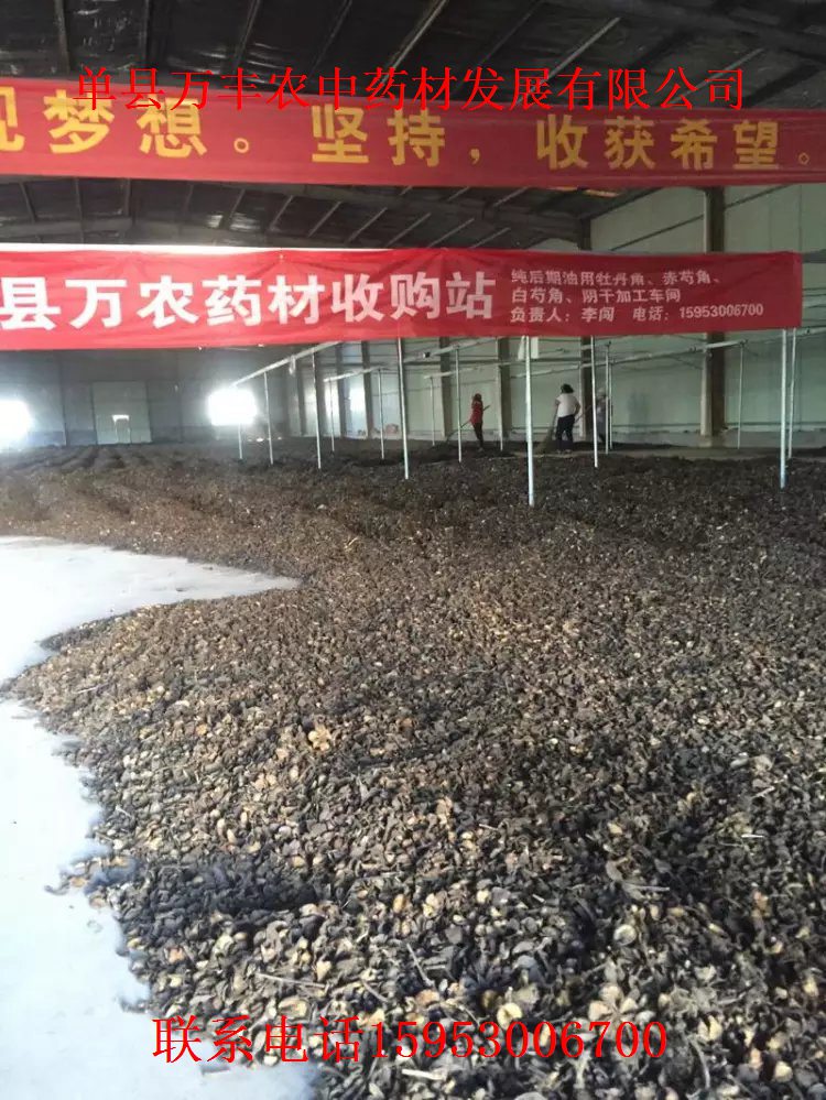 白芍种苗。种子  东北赤芍  丹参种子  安徽白芍