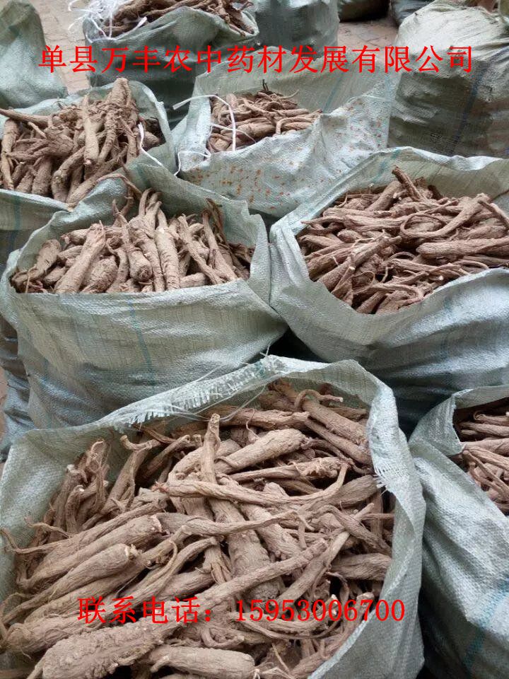 山东白芷种子批发  四川白芷种子  贵州白芷种子