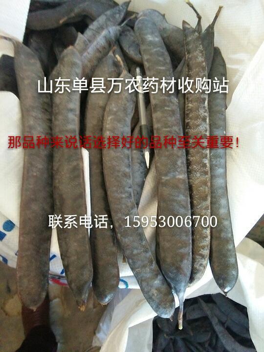 皂角籽。苗、树 鲁皂一号  山东皂角种苗  四川皂角种苗  贵州皂角种苗