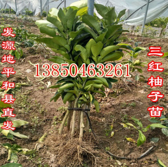 黄心柚子树苗多少钱一株  厂家价格