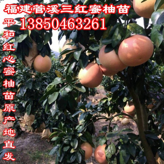 黄肉蜜柚树苗批价格  厂家价格