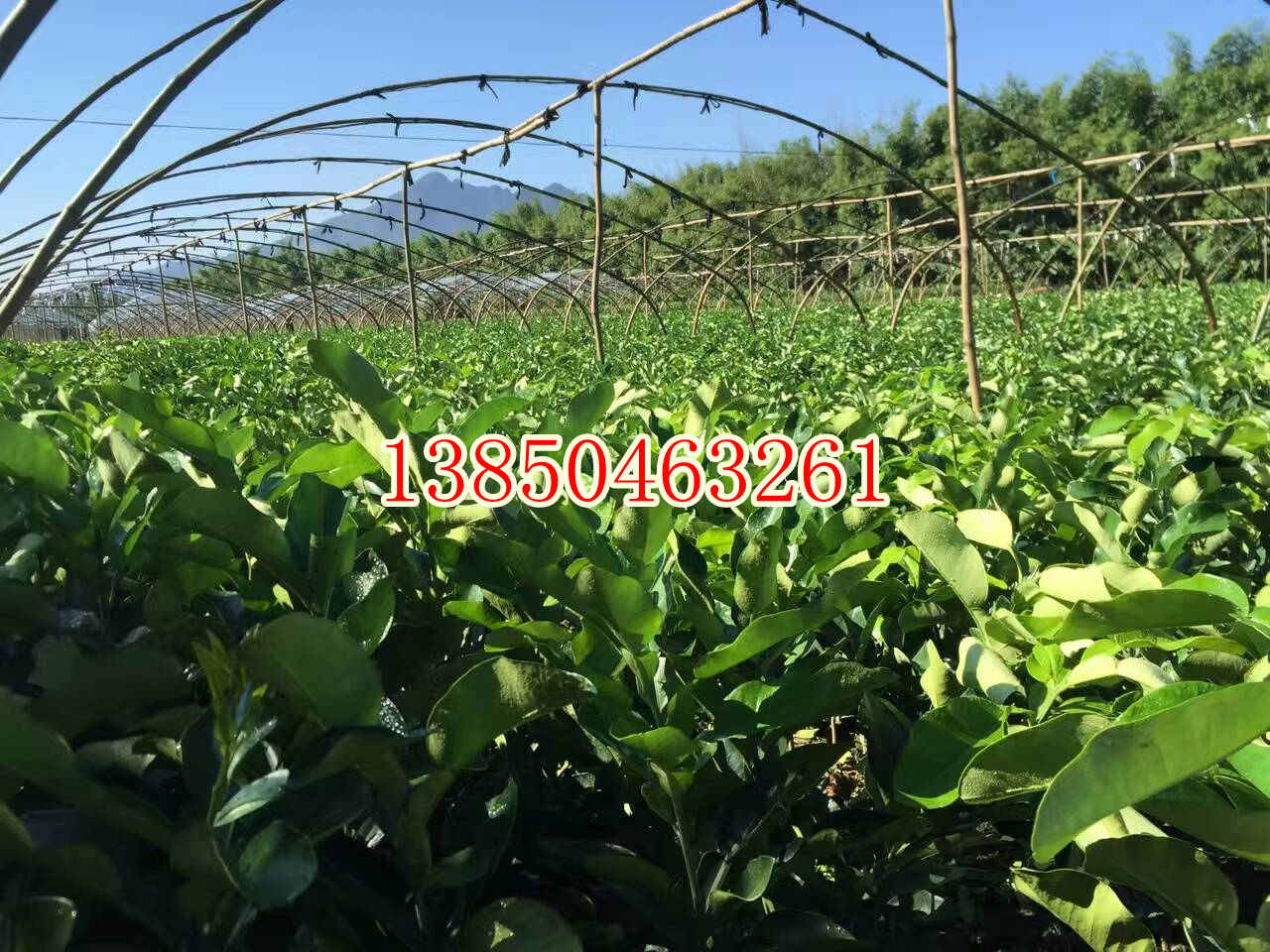 福建黄肉蜜柚树苗  厂家价格