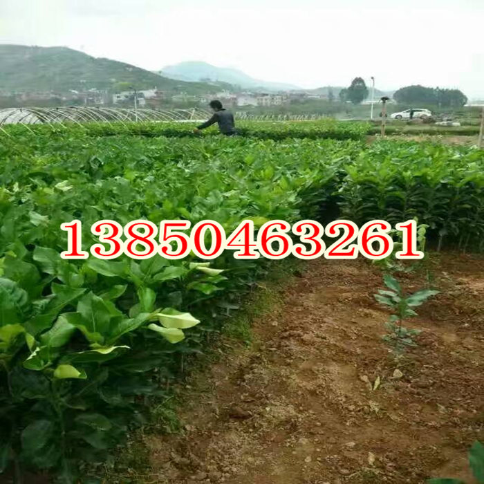 红心蜜柚树苗  厂家价格