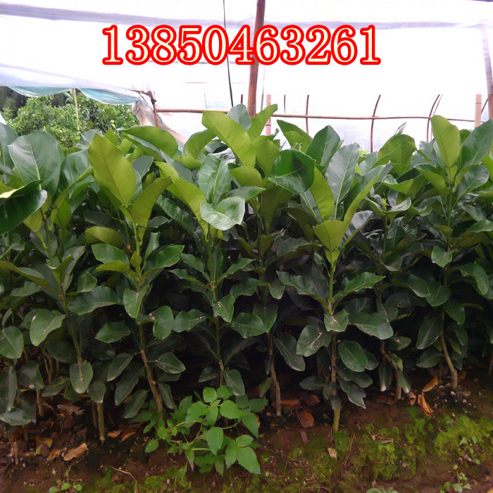 红肉蜜柚树苗基地  厂家价格