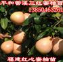 红心蜜柚树苗报价表