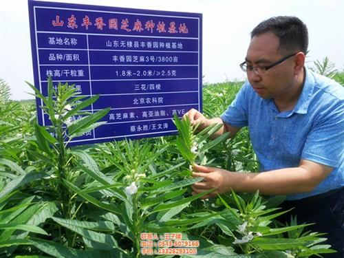 丰香园芝麻食品_小磨香油_小磨香油加工厂  小磨香油代加工  小磨香油代加工生