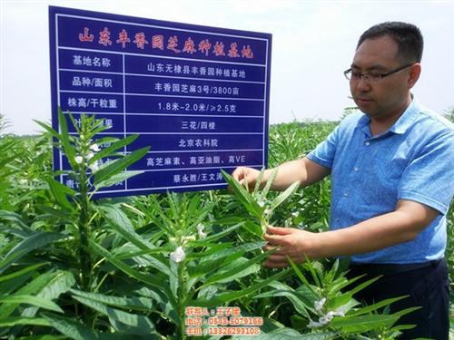 小磨香油加工厂家_小磨香油_丰香园芝麻食  加工小磨香油  小磨香油代加工生