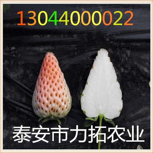 贵州黔东南塞娃草莓苗抗病毒