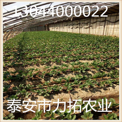 贵州黔东南塞娃草莓苗抗病毒