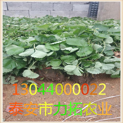 贵州黔东南塞娃草莓苗抗病毒