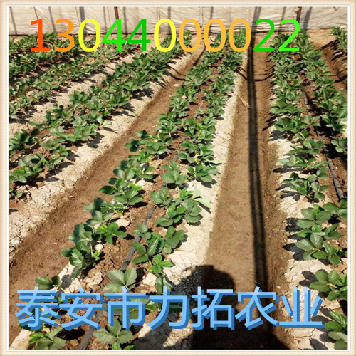 贵州黔东南塞娃草莓苗抗病毒