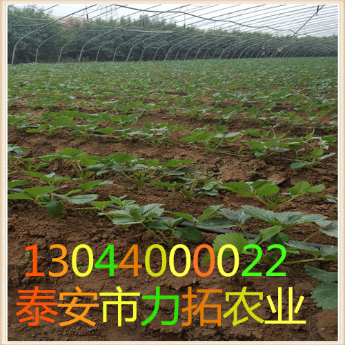 贵州黔东南塞娃草莓苗抗病毒