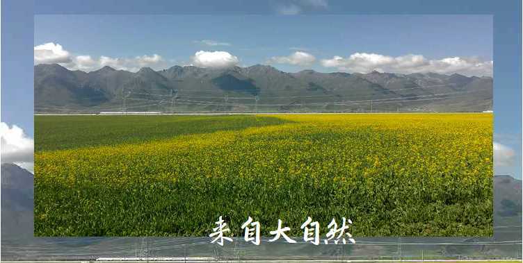 供应纽荷兰BC小方捆打捆机配套打捆绳厂家直销  捆草绳厂家直销  打捆绳批发  打捆机配套绳