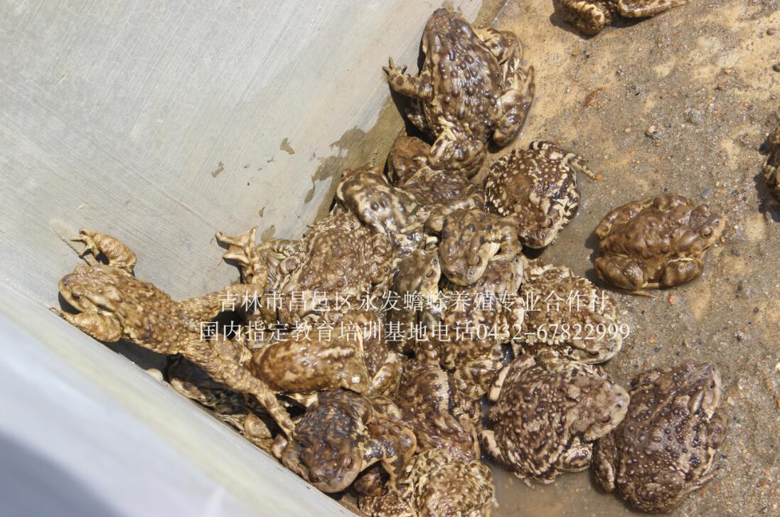 怎样养殖蟾蜍【吉林永蟾蜍】  厂家价格