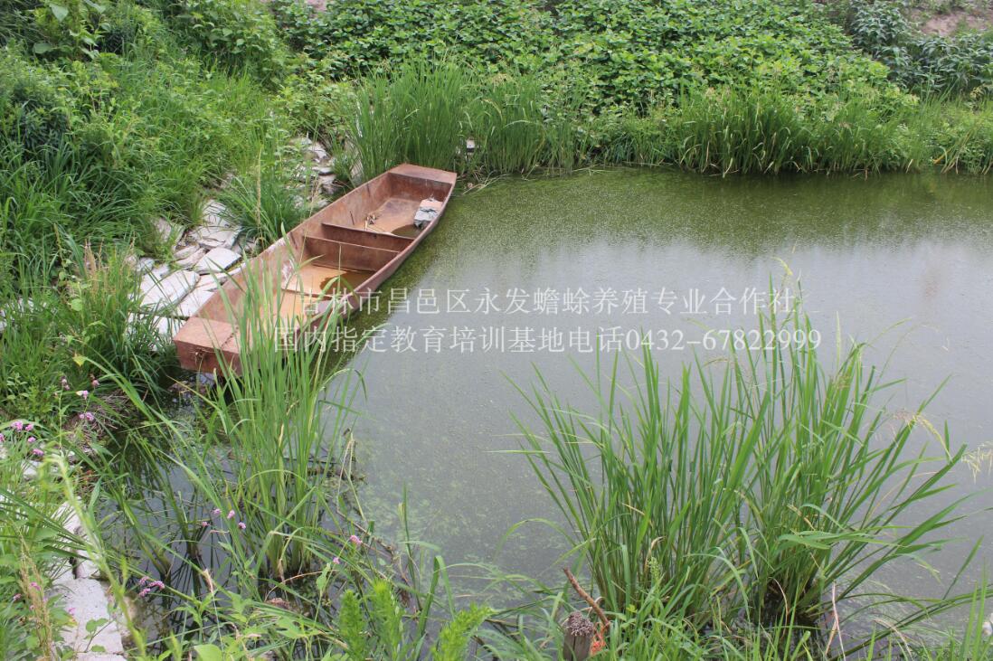 蟾蜍的养殖前景【吉林永蟾蜍】  厂家价格